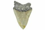 Serrated, Fossil Megalodon Tooth - North Carolina #371693-1
